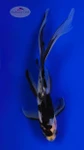 Black Opal Shubunkin 6-7 inches [AA26-T63-13]