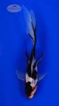 "Two-Face" Sanke Gold 6-7 inches [AA26-T63-14]