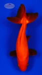 Orange Wakin 5-6 inches [AA26-T64-26]