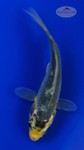 Koi 840-4 inches [PW-T6-840]