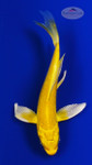 Koi 841 3-4 inches [PW-T6-841]