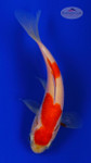 Goldfish 842 3-4 inches [PW-T6-842]