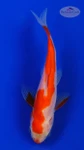 Goldfish 846 3-4 inches [PW-T6-846]