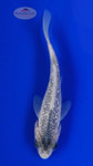 Koi 851 3-4 inches [PW-T6-851]
