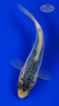 Koi 856 3-4 inches [PW-T6-856]