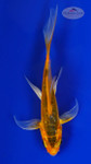 Koi 857 3-4 inches [PW-T6-857]