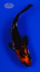 Goldfish 866 3-4 inches [PW-T2-866]