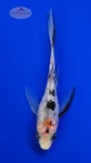 Koi 869 3-4 inches [PW-T2-869]