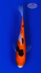 Goldfish 877 3-4 inches [PW-T2-877]