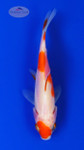 Goldfish 879 3-4 inches [PW-T2-879]