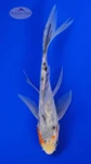 Koi 880 3-4 inches [PW-T2-880]