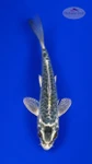 Koi 885 3-4 inches [PW-T8-885]