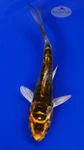 Koi 886 3-4 inches [PW-T8-886]