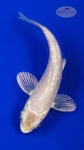 Koi 894 3-4 inches [PW-T8-894]