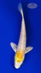 Koi 895 3-4 inches [PW-T8-895]