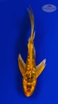 Koi 899 3-4 inches [PW-T8-899]