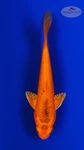 Koi 900 3-4 inches [PW-T8-900]