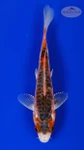 Koi 901 3-4 inches [PW-T8-901]