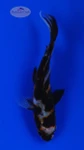 Goldfish 906 3-4 inches [PW-T8-906]