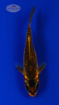Koi 914 3-4 inches [PW-T9-914]