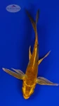 Koi 915 3-4 inches [PW-T9-915]