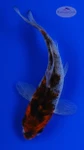 Koi 919 3-4 inches [PW-T9-919]