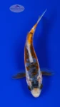Koi 920 3-4 inches [PW-T9-920]