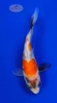 Koi 921 3-4 inches [PW-T9-921]