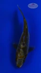 Koi 923 3-4 inches [PW-T9-923]