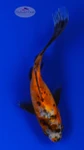 Goldfish 926 3-4 inches [PW-T9-926]