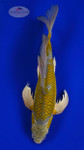 Gold Dust Ochiba Butterfly 12.25 inches [AGO-92226-2]
