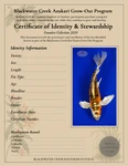 Beni Kikokuryu Butterfly 13.50 inches [AGO-92226-7]