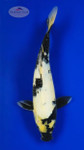 Shiro Utsuri 13 inches [AGO-92226-11]