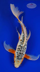 Shusui Butterfly 14 inches [AGO-92226-18]
