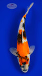 Showa 11 inches [AGO-92226-21]