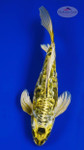 Golden Kikokuryu Butterfly 12 inches  [AGO-92226-23]