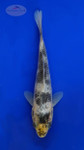 Koi 930 3-4 inches [PW-T10-930]