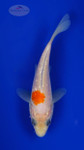 Koi 937 3-4 inches [PW-T10-937]