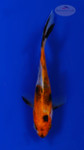 Goldfish 948 3-4 inches [PW-T10-948]