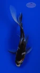 Goldfish 949 3-4 inches [PW-T10-949]