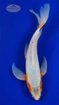 Asagi Butterfly 11.75 inches [AGO-92526-24]