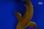 Chagoi 12.75 inches [AGO-92526-30]