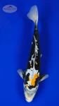 Beni Kumonryu 11.50 inches [AGO-92526-33]