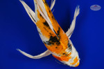 Yamato Nishiki 11 inches [AGO-92526-39]
