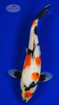 Showa 11 inches [AGO-92526-41]