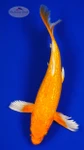 Gin Rin Orenji 10.50 inches [AGO-92526-44]