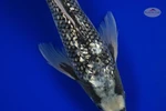 Gin Rin Matsukawabake 10.50 inches [AGO-92526-46]