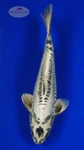 Charcoal Kikokuryu 10.25 inches [AGO-92526-50]
