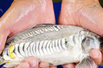 Charcoal Kikokuryu 10.25 inches [AGO-92526-50]