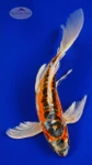 Beni Kikokuryu 12.50 inches [AGO-92526-51]